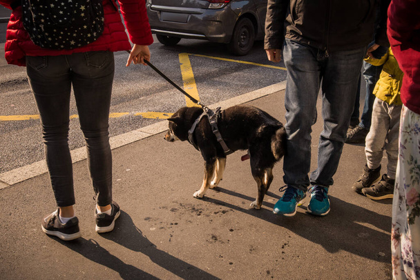 Mladý pes masturbuje a ejakuluje na veřejnosti na autobusovém nádraží. Trapas pro majitele, protože pes se chce postarat sám o sebe ve veřejném prostoru. - Fotografie, Obrázek