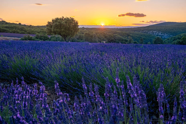 Lavender fields in Ardeche in southeast France - Photo, Image