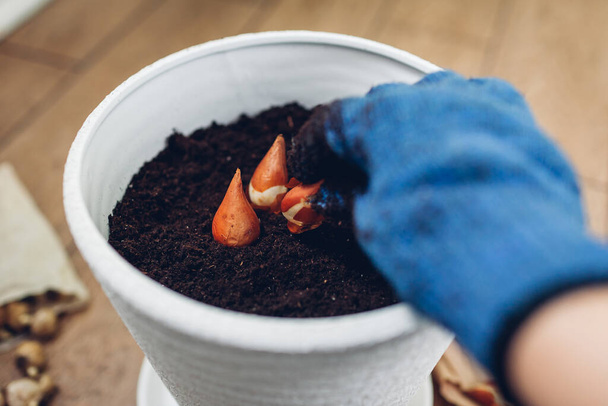 Jardinero plantando bulbos en maceta en casa. Bulbos de tulipán creciendo en contenedor. Trabajo de jardinería. Hobby. - Foto, imagen
