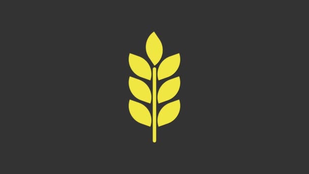 Gelbes Getreide mit Reis, Weizen, Mais, Hafer, Roggen, Gerste auf grauem Hintergrund. Ähren von Weizenbrot Symbole. 4K Video Motion Grafik Animation - Filmmaterial, Video