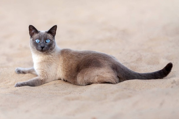 Gato tailandês com olhos azuis deitado ao ar livre na areia na praia de verão - Foto, Imagem