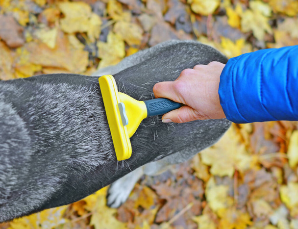 Ręka kobiety, która rozczesuje opadające włosy z tyłu psa za pomocą furminatora na zewnątrz jesienią przeciwko spadających liści. Widok góry. Koncentracja na dłoni i instrumencie. - Zdjęcie, obraz