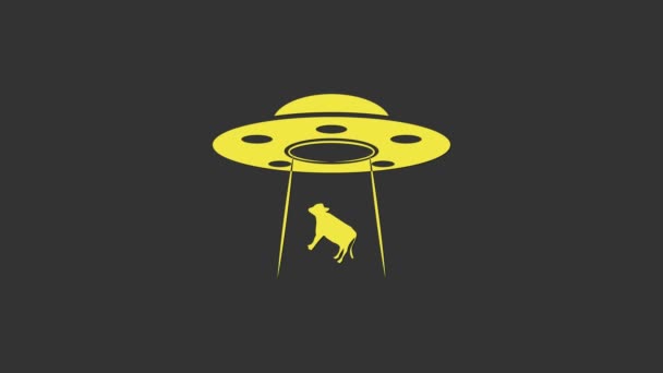 Keltainen UFO kaappaa lehmän kuvakkeen harmaalla pohjalla. Lentävä lautanen. Muukalaisalus. Futuristinen tuntematon lentävä esine. 4K Video motion graafinen animaatio - Materiaali, video