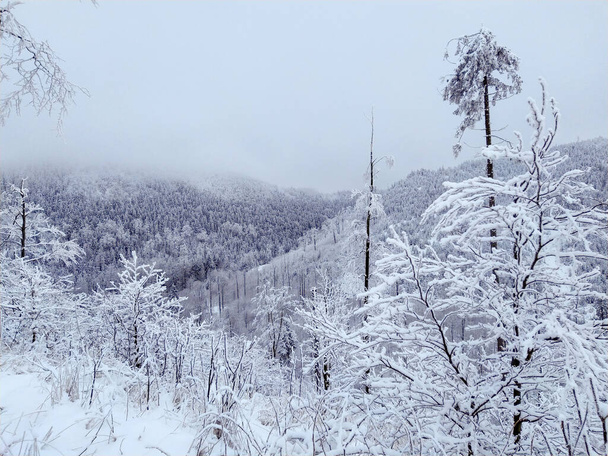Paisaje montañoso en duras condiciones invernales en las montañas de los Sudetes (Waligora y Sowie gory, Polonia) - Foto, Imagen