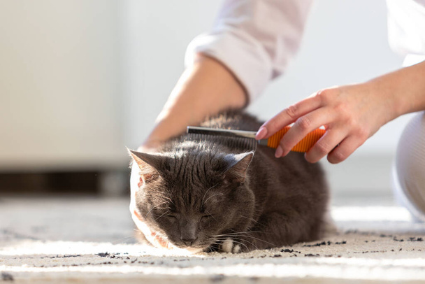 Woman owner combing, scratching her fluffy black cat, close up. - 写真・画像