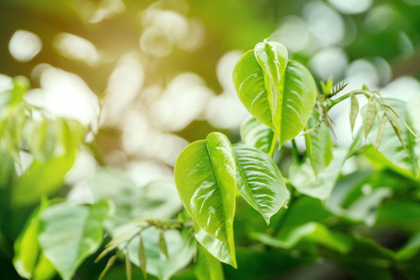 Verde deja frescura en el fondo de la naturaleza. Brotes jóvenes de hojas verdes pálidas en el árbol. - Foto, Imagen