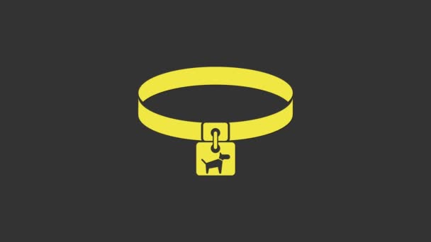 Collare Yellow Dog con icona con targhetta isolata su sfondo grigio. Forniture semplici per animali domestici. Cura dei cani e dei gatti. Catene per cani da compagnia. Animazione grafica 4K Video motion - Filmati, video