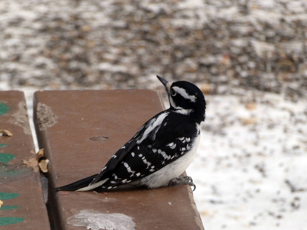 Woodpecker bird sitting on the bench in park - Фото, изображение