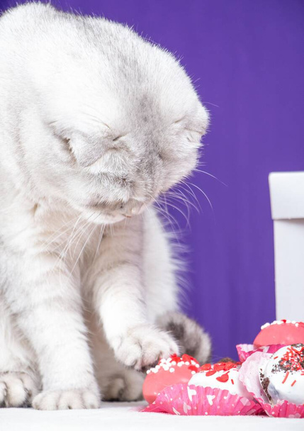 Adorable chat Valentines et quelques chocolats d'amour - Photo, image
