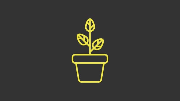 Flores amarillas en maceta icono aislado sobre fondo gris. Planta creciendo en una maceta. Signo de planta en maceta. Animación gráfica de vídeo 4K - Metraje, vídeo