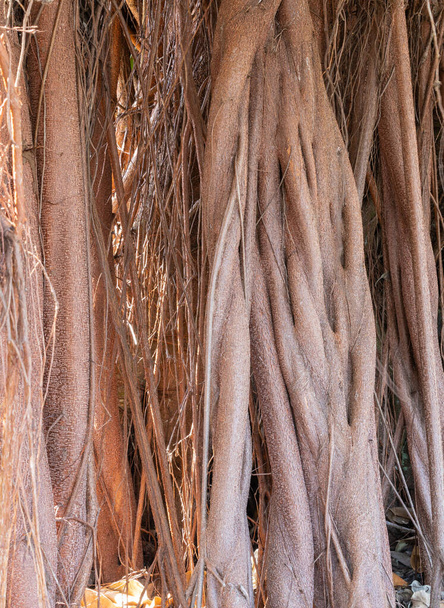Panama racines aériennes de l'arbre Sterculia apetala qui a été officiellement reconnu comme l'arbre national de la République du Panama en 1969. - Photo, image