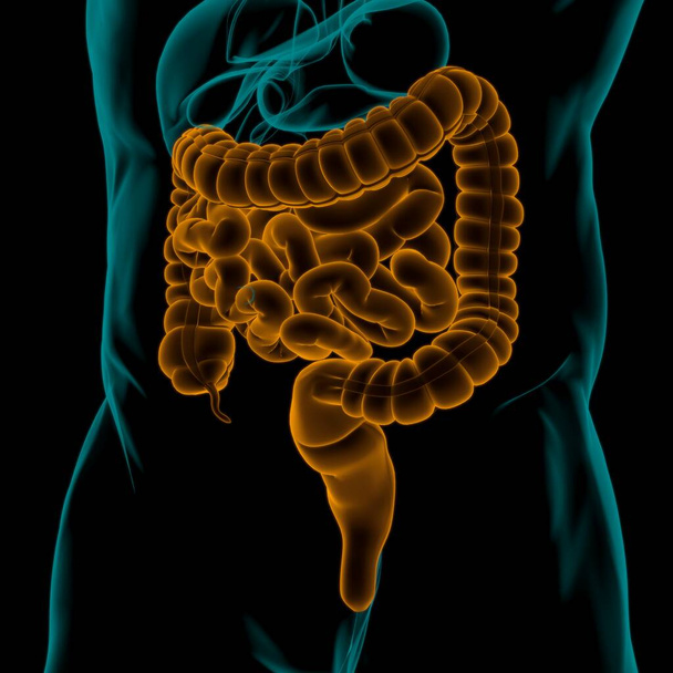 Kis és nagy bélrendszeri 3D illusztráció Emberi emésztőrendszer anatómia orvosi koncepció - Fotó, kép