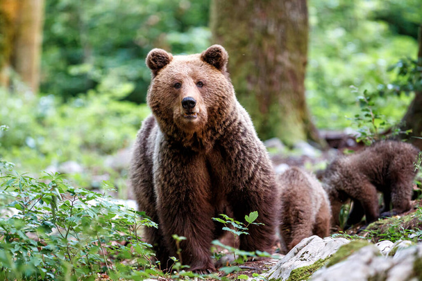 Mère ours brun sauvage avec ses petits marchant et cherchant de la nourriture dans la forêt et les montagnes de la région de Notranjska en Slovénie - Photo, image