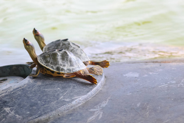 Κοντινό πλάνο δύο χελωνών που τεντώνουν το λαιμό τους ενώ χαλαρώνουν κοντά σε μια λίμνη.. - Φωτογραφία, εικόνα