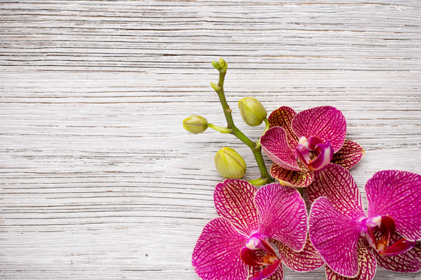 Orchid. - Foto, afbeelding