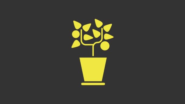 Planta amarela no ícone do potenciômetro isolado no fundo cinzento. Planta crescendo em um pote. Planta em vaso. Animação gráfica em movimento de vídeo 4K - Filmagem, Vídeo