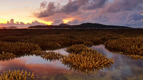 hermoso amanecer sobre los arrecifes de coral en Tailandia - Imágenes, Vídeo