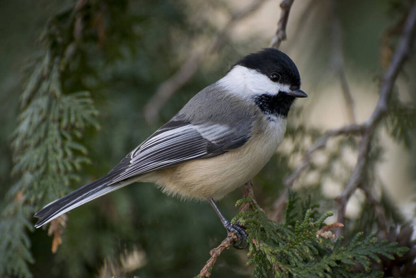 A selective focus shot of a tit perched on a branch - Photo, image