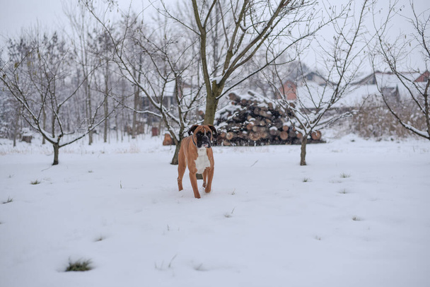 A brown bulldog walking in the snow-covered park on a cold snowy winter day - Foto, afbeelding