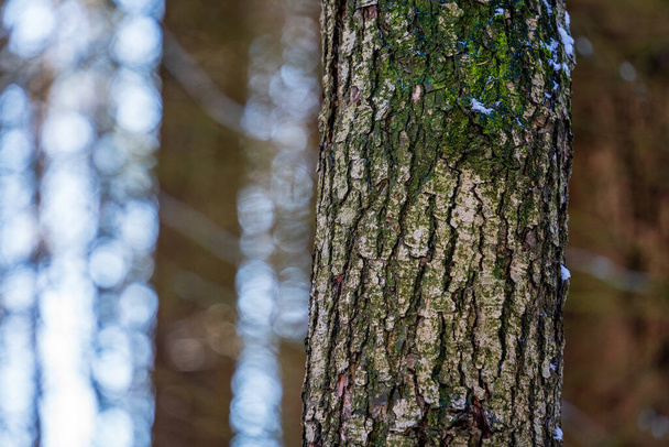 Lähikuva sammalisesta puunrungosta - Valokuva, kuva