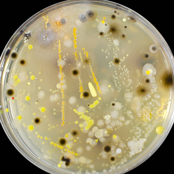 異なる細菌のコロニーと栄養素の寒気とペトリ皿上で栽培カビ,クローズアップビュー.微生物学的背景 - 写真・画像