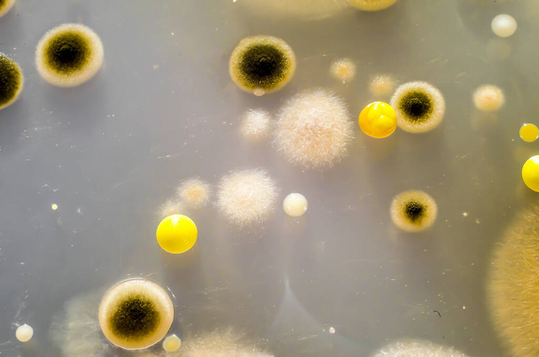 ペトリ皿で栽培された空気から異なる細菌やカビ菌のコロニー。微生物学的背景 - 写真・画像