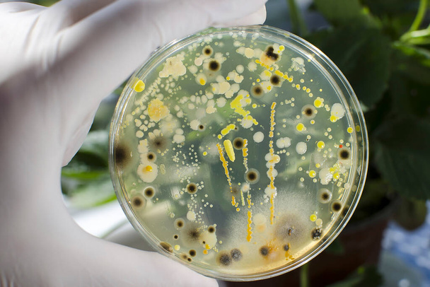Chercheur main dans la main dans le gant tenant boîte de Petri avec des colonies de différentes bactéries et moisissures sur fond naturel. Concept de biotechnologie - Photo, image