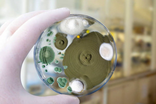 Colonies of different mold fungi grown from indoor air on Petri dish with Sabourad dextrose agar, close-up view. Hand in white glove holding plate with microbes in research laboratory - Photo, Image