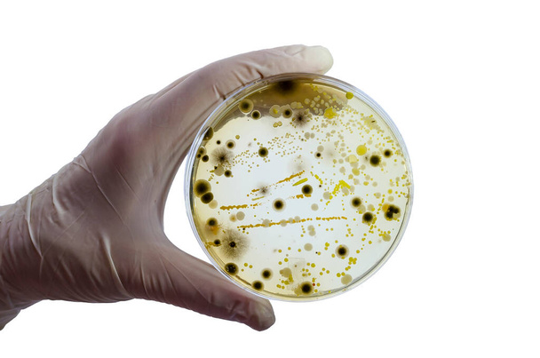 Colonies of different bacteria and mold fungi grown on Petri dish with nutrient agar, close-up view. Hand in white glove holding plate with nutrient medium isolated on white background - Photo, Image