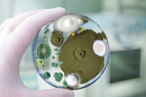 Colônias de fungos de mofo diferentes cultivadas a partir de ar interior em placa de Petri com ágar dextrose Sabourad, vista de close-up. Mão na luva branca segurando placa com micróbios em laboratório de pesquisa - Foto, Imagem