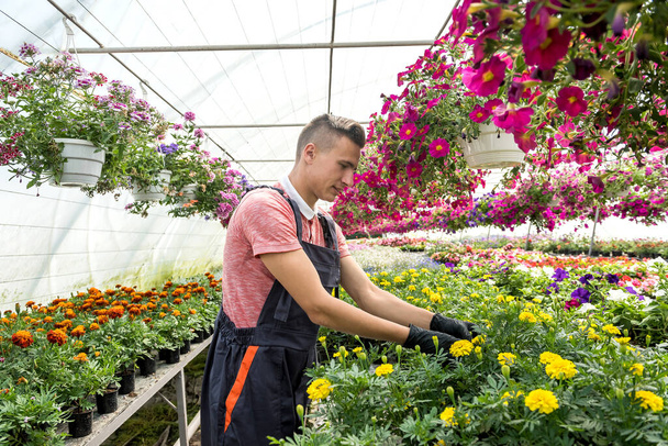 Mann, der in sonniger Orangerie voller Blumen arbeitet, überprüft den Zustand der Pflanzen im industriellen Gewächshaus - Foto, Bild