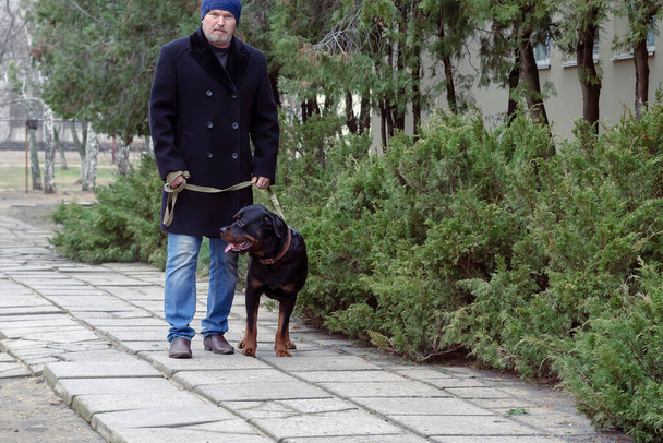 Homme adulte regarde attentivement dans la caméra alors qu'il marche avec son Rottweiler, vue de face. Un homme d'âge moyen en manteau noir marche le long du trottoir le long des genévriers avec son animal de compagnie. - Photo, image