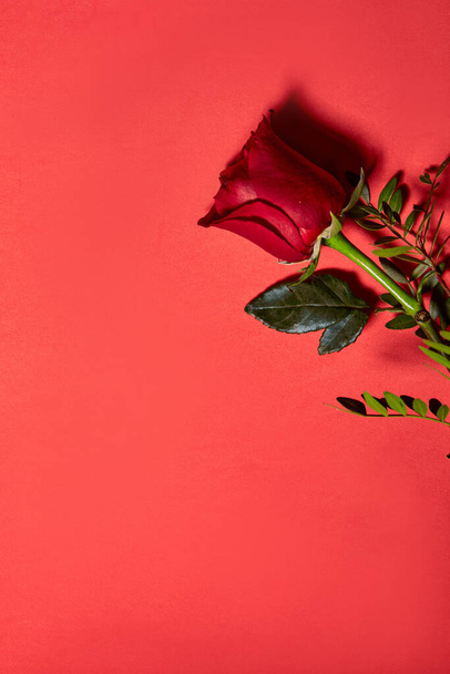 Single beautiful red rose. Love Concept, Shot From Above. Red background - Фото, изображение