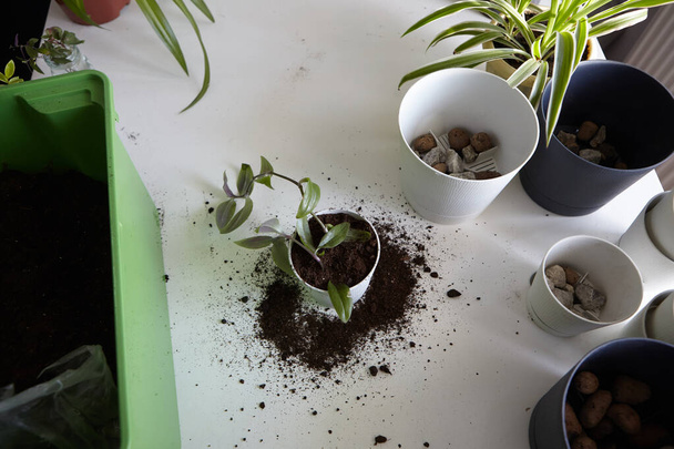  Life style concept - home economics. Replanting flowers at home in the white kitchen. - Photo, Image