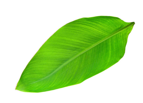 Hoja de plátano verde sobre fondo blanco - Foto, imagen