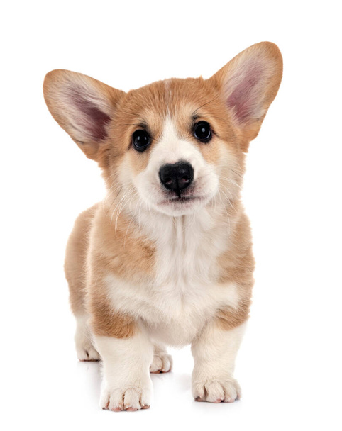 young Pembroke Welsh Corgi in front of white background - 写真・画像