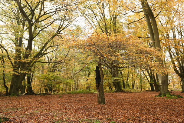 A landscape view of a forest in the UK in autumn colors. - Photo, image