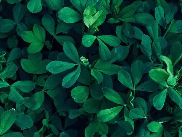 Background of dark green leaves. - Foto, Imagem