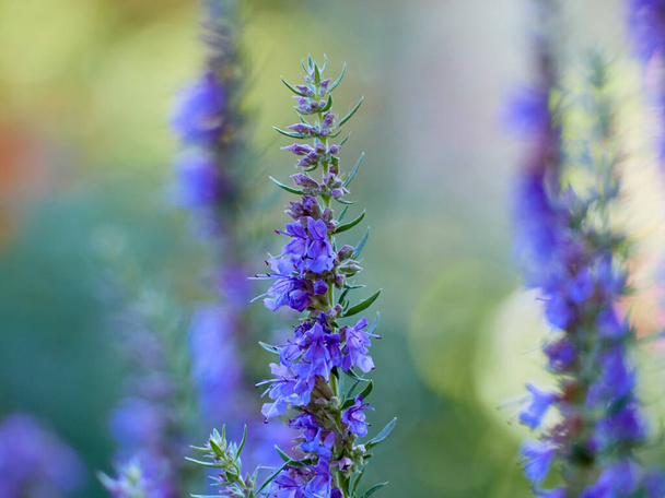 Purple flowers of hyssop (hyssopus officinalis) - Фото, зображення