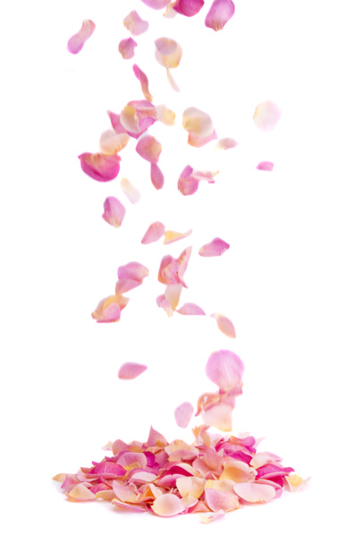 hulló rózsa szirmok elszigetelt fehér háttér  - Fotó, kép