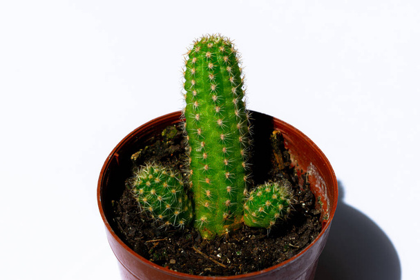 Photos rapprochées de mini-cactus verts (cactus), plantés dans un petit pot en plastique brun, avec fond blanc. - Photo, image