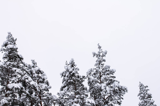 Spruce branches with snow. Winter forest, pine with snow. - Zdjęcie, obraz