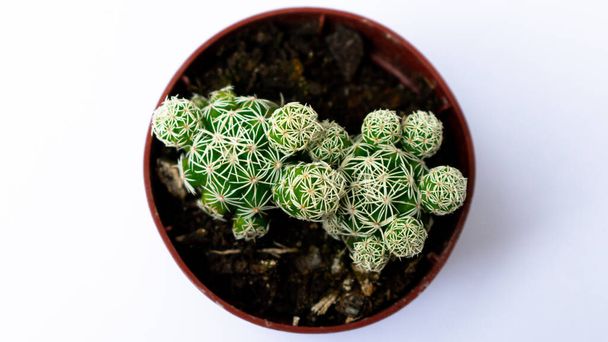 Close photographs of green mini-cacti (cactus), planted in a small brown plastic pot, with white background. - Photo, Image