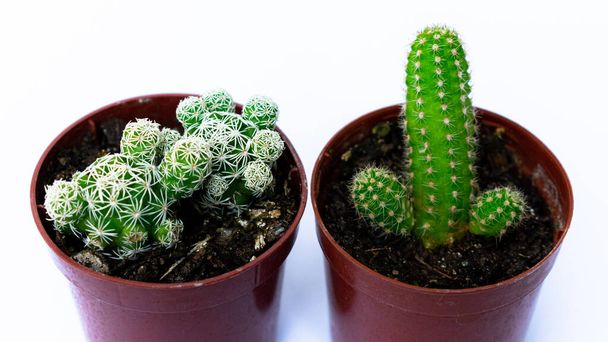 Bliskie zdjęcia zielonego mini kaktusa (kaktusa), posadzonego w małym brązowym plastikowym garnku, z białym tłem. - Zdjęcie, obraz