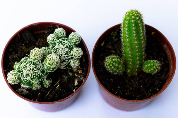 Close photographs of green mini-cacti (cactus), planted in a small brown plastic pot, with white background. - Photo, Image