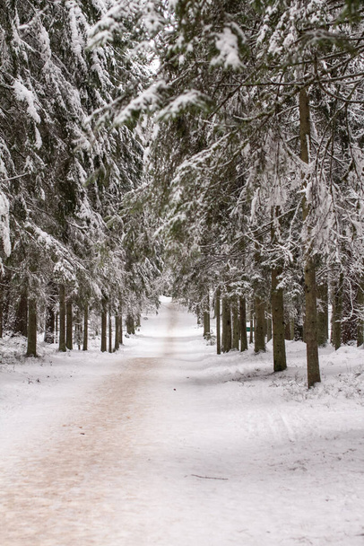 Photo of winter forest. - Φωτογραφία, εικόνα