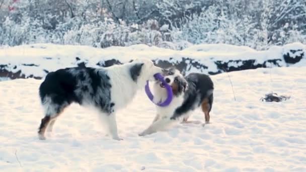 Két ausztrál pásztor merle kutya téli erdőben játszik puller - Felvétel, videó
