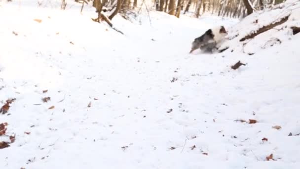İki Avustralyalı çoban köpeği kış ormanında oynuyorlar, birlikte koşuyorlar. - Video, Çekim