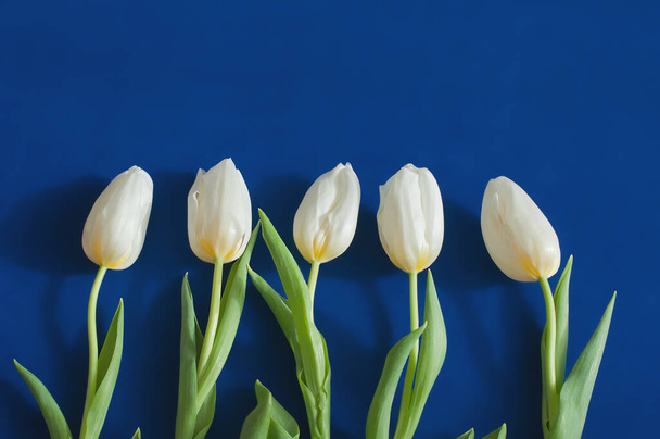 Five freshwhite tulips lying in a row. Deep blue background. - Zdjęcie, obraz