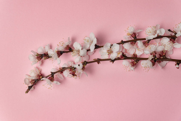 Ανθισμένα κλαδιά δέντρων με λευκά λουλούδια σε ροζ φόντο. Πρότυπο. Πίσω σταγόνα - Φωτογραφία, εικόνα
